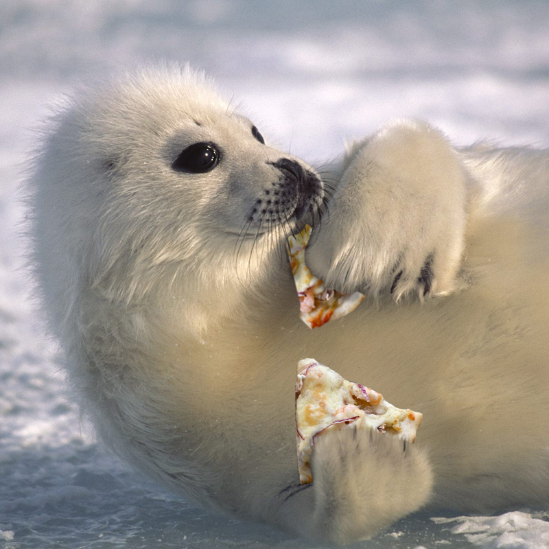 harp seal eating fish